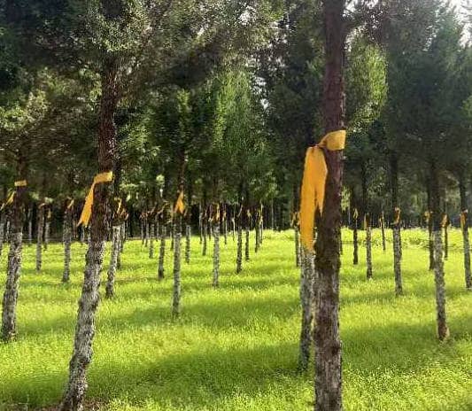 西安奉正塬公墓的墓園區(qū)是如何規(guī)劃的？