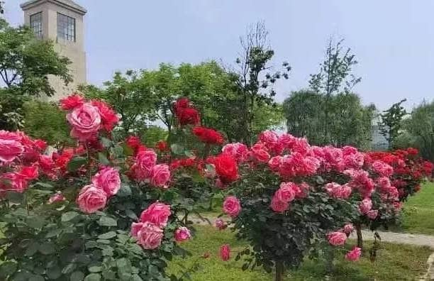 奉正塬公墓清明節(jié)提供哪些文明祭掃方式？