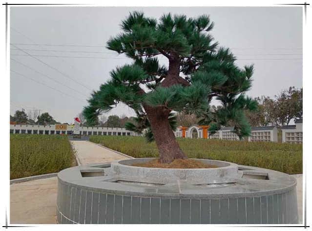 西安漢皇樹葬園合理地安葬逝者，并盡量節(jié)約土地資源