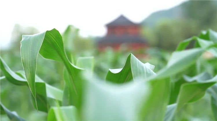西安霸陵墓園新區(qū)提供的便民服務(wù)有哪些，如何提升客戶體驗？