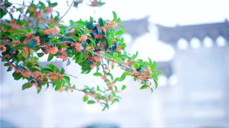 如果我對(duì)西安霸陵墓園的服務(wù)或業(yè)務(wù)有任何疑問(wèn)，應(yīng)該如何聯(lián)系他們？