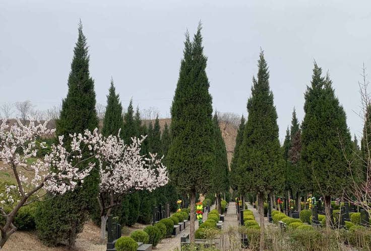 臥龍山福園的基本情況及地理位置優(yōu)勢是什么？
