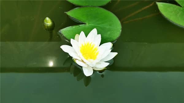 西安草坪葬價位和墓型有關(guān)嗎