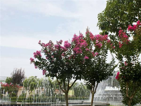 花壇葬價格是否更實惠？養(yǎng)護費用包含情況詳解